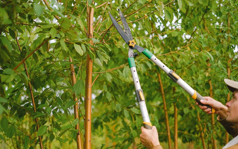 Tree trimming in Kipnuk, AK